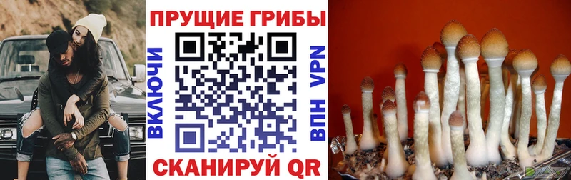 как найти   Кингисепп  Псилоцибиновые грибы MAGIC MUSHROOMS 